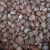 Dried Split/whole Betel Nut For Sale