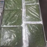 Frozen Molokhia