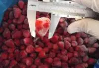 Frozen Strawberries Calibrated Size 15 -25 mm