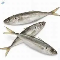 Horse Mackerel Trachurus trachurus
