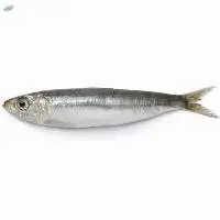 Atlantic Sardine Pichardus Whole Round