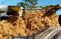 Coconut Fiber