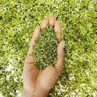 Green Peridot Gemstone Chips Stone