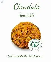 Marigold - Calendula