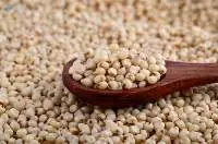Sorghum