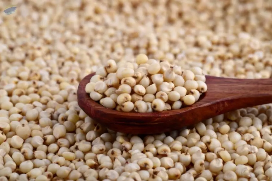 Sorghum