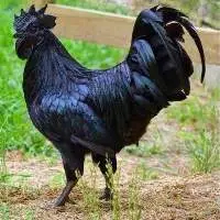 Kadaknath Chicken
