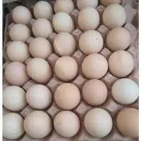 Kadaknath Chicken Egg