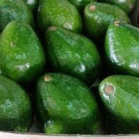 Avocado