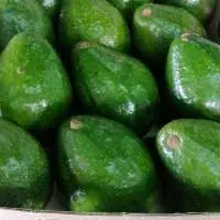 Avocado