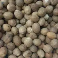 Nutmeg 