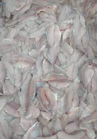 Tilapia