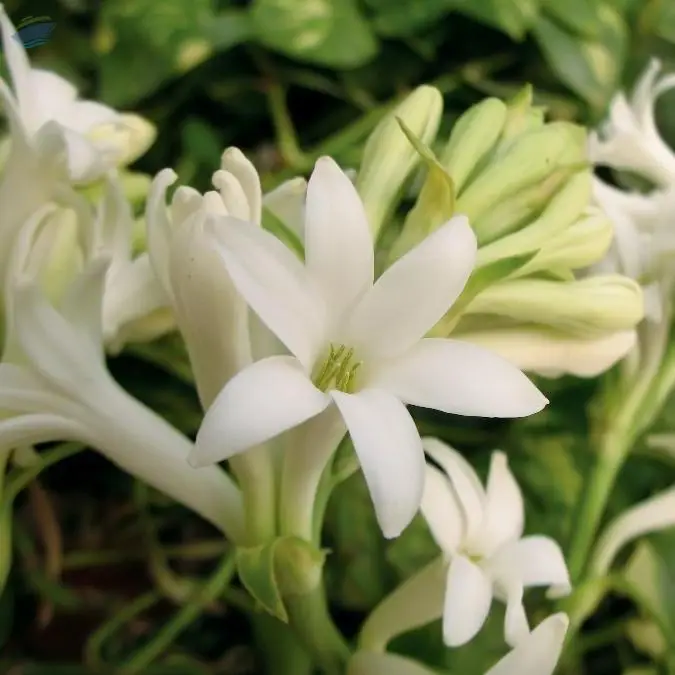 Tuberose