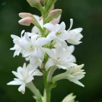 Tuberose Absolute