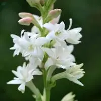 Tuberose Absolute