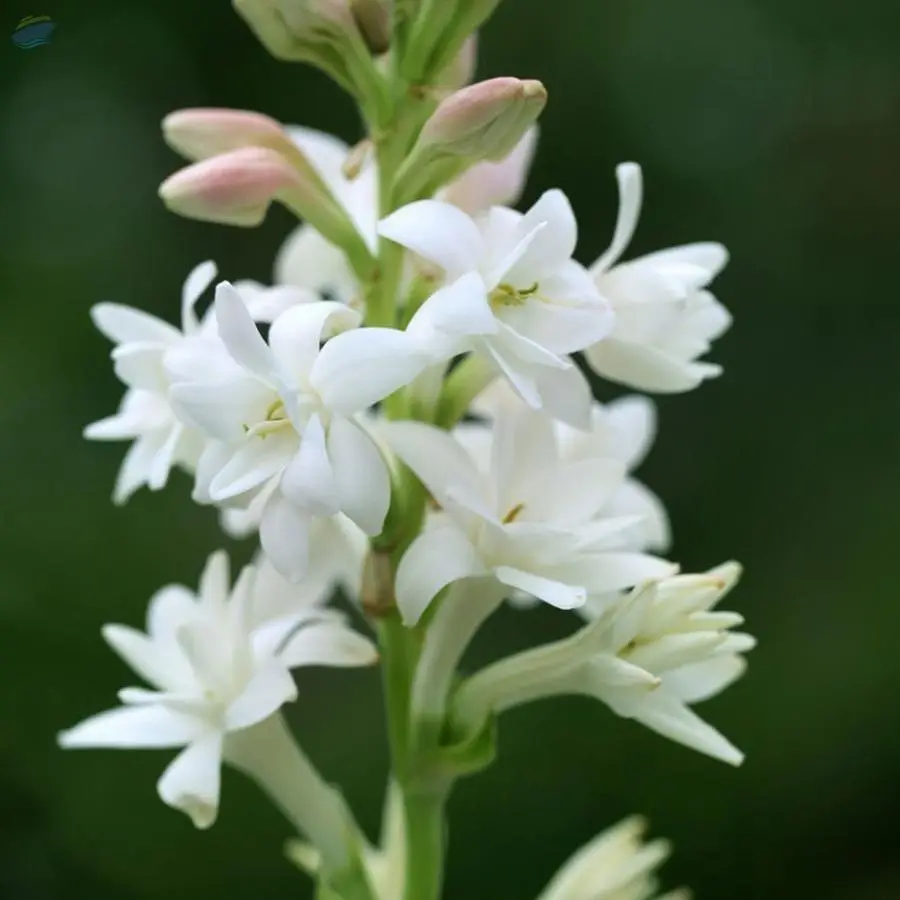 Tuberose Absolute