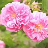 Rose Damascena