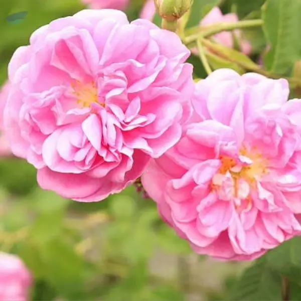Rose Damascena