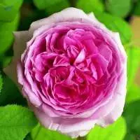 Rose Centifolisa Absolute
