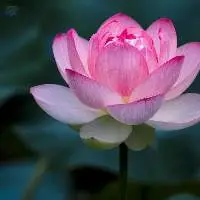 Pink Lotus Absolute