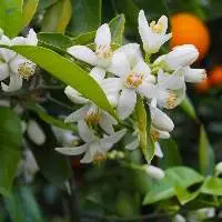 Neroli