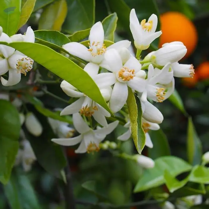 Neroli