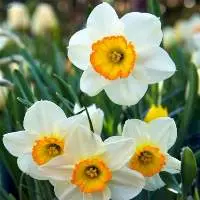 Narcissus