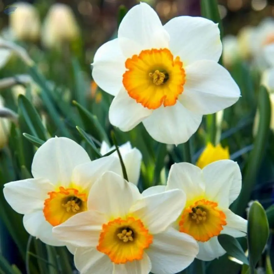 Narcissus