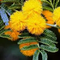 Mimosa