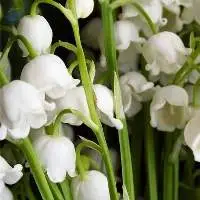 Lily Of The Valley
