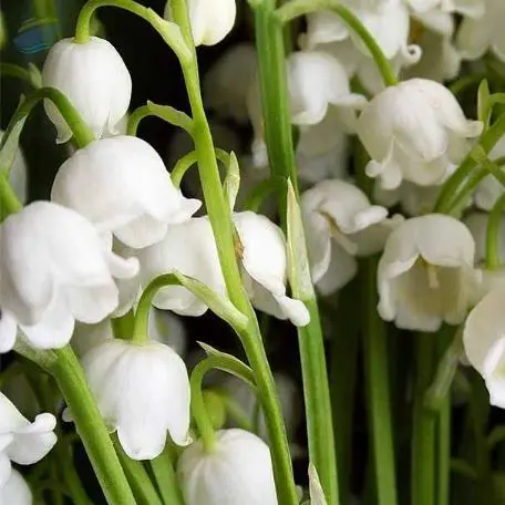 Lily Of The Valley