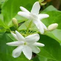 Jasmine Grandiflorum