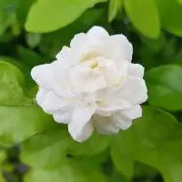 Jasmine Sambac