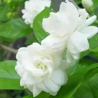 Jasmine Sambac Absolute