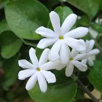 Jasmine Auriculatum