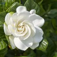 Gardenia
