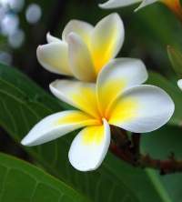 Frangipani