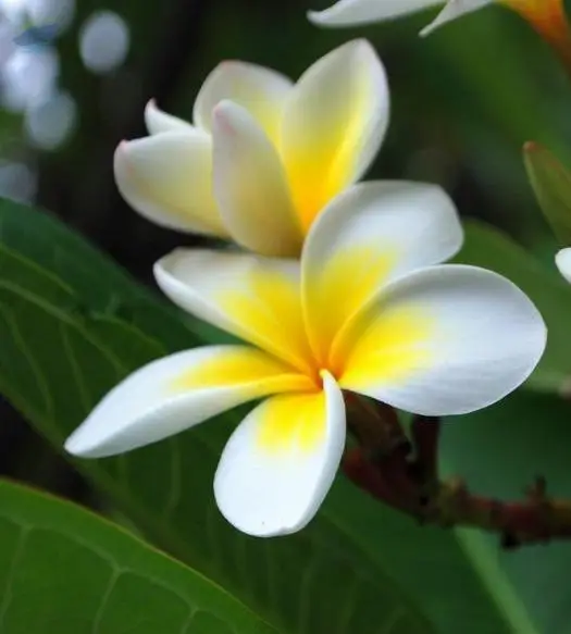 Frangipani