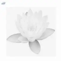 White Lotus Millet Biscuit