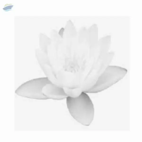 White Lotus Millet Biscuit