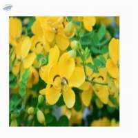 Tanner's Cassia Biscuit (Aavarampoo Biscuit)