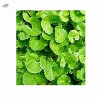 Centella Asiatica Biscuit