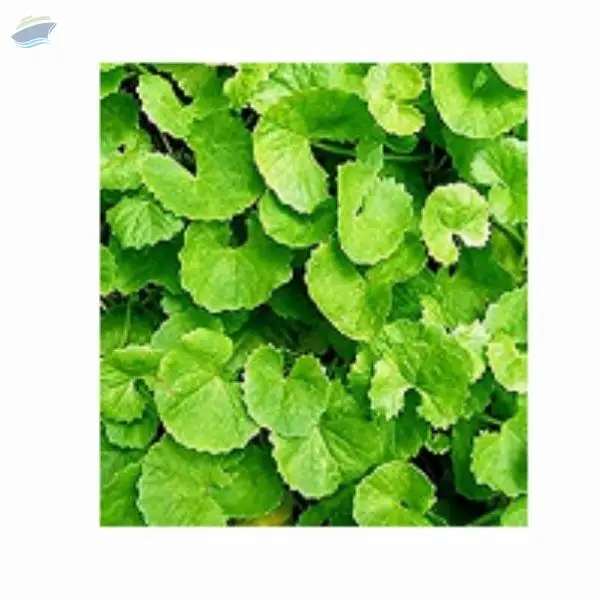 Centella Asiatica Biscuit