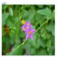 Solanum Trilobatum Biscuit