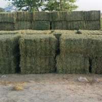 Alfalfa