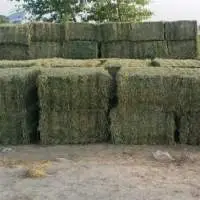 Alfalfa