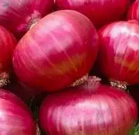 Onion