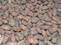 Premium Sun Dried Cocoa Beans