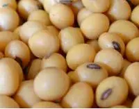 Soybean Seeds