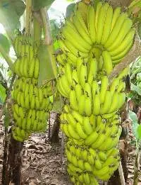 Cavendish Banana